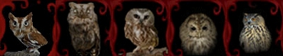 sovy-2012.jpg