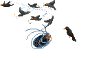 havrasparskyfascindr-z.gif
