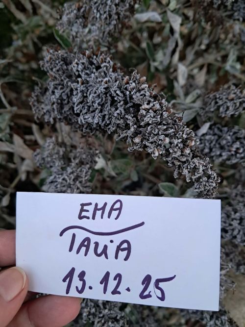 Ema Talia