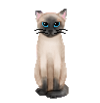 Kočka C